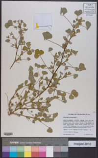 Medicago polymorpha image