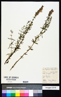 Hyssopus officinalis image