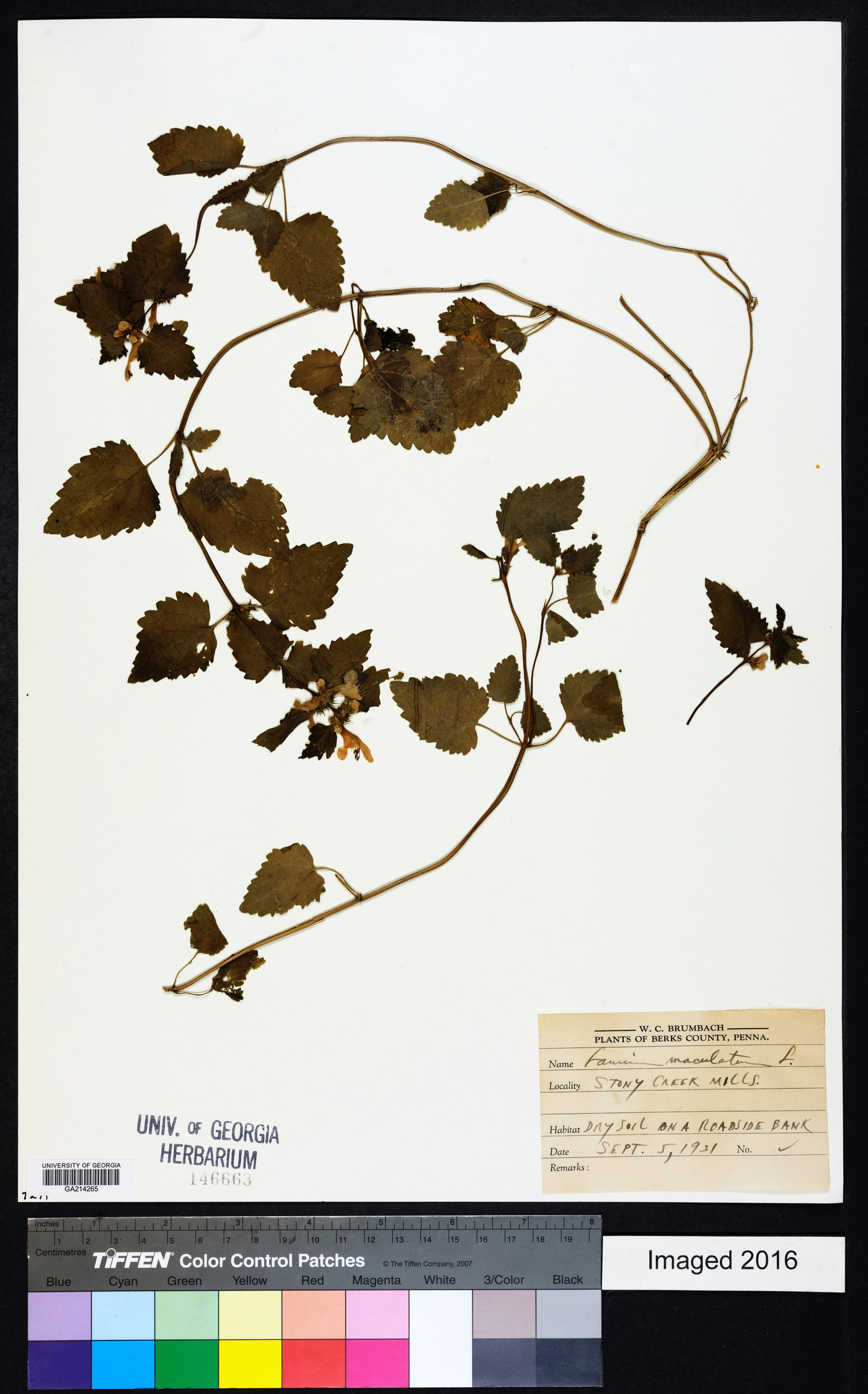 Lamium maculatum image