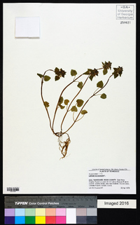 Lamium purpureum image