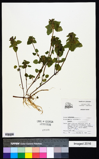 Lamium purpureum image