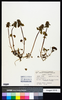 Lamium purpureum image