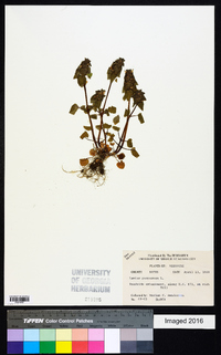 Lamium purpureum image