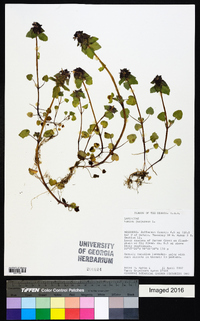 Lamium purpureum image