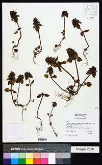 Lamium purpureum image