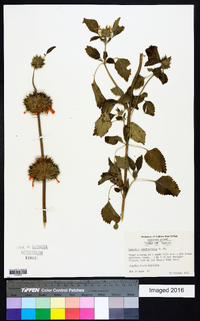 Leonotis nepetifolia image