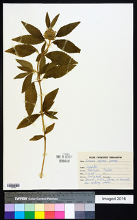 Leucas aspera image