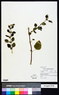 Melissa officinalis image