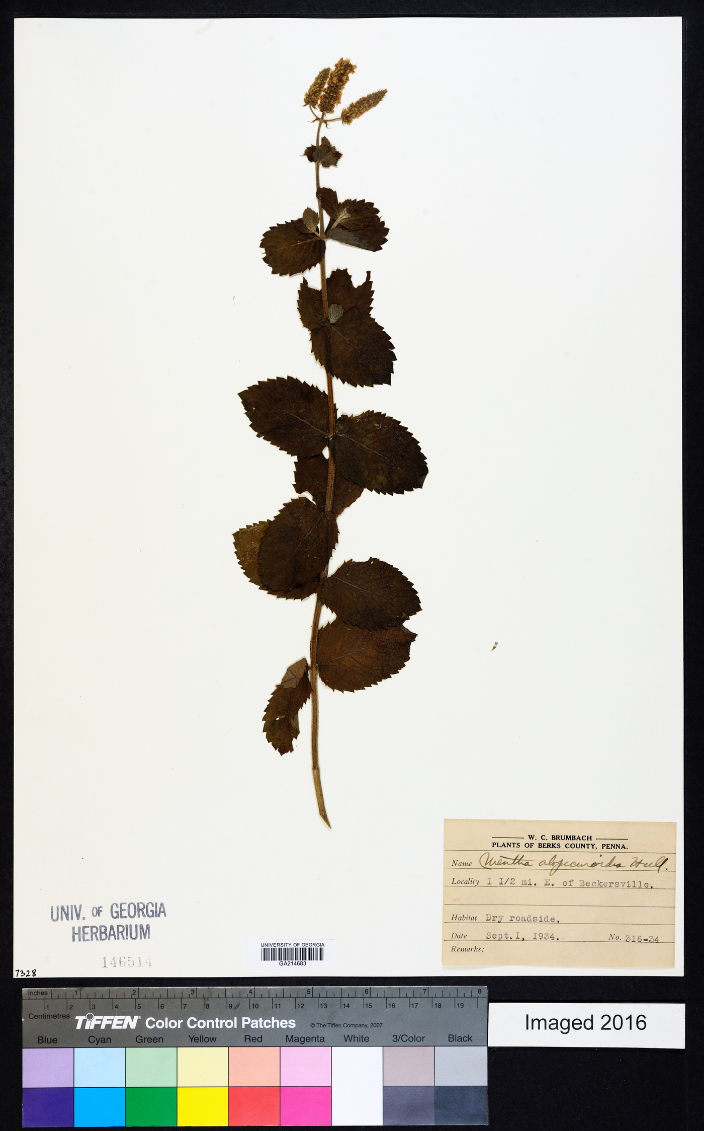 Mentha alopecuroides image