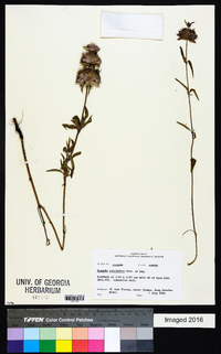 Monarda citriodora image