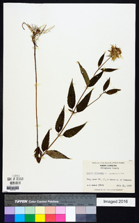 Monarda clinopodia image