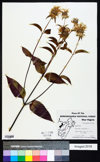 Monarda clinopodia image