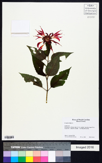 Monarda didyma image