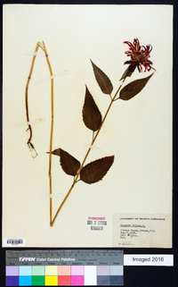 Monarda didyma image