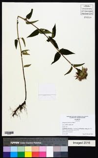 Monarda fistulosa var. mollis image