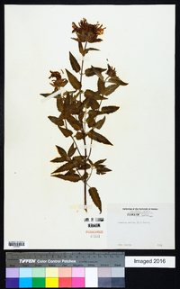 Monarda fistulosa subsp. fistulosa image