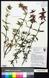 Monarda punctata image