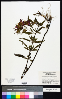 Monarda punctata image