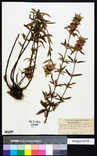 Monarda punctata image