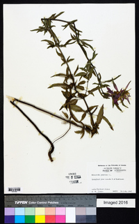 Monarda punctata image