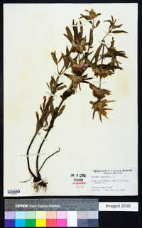 Monarda punctata image