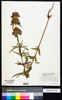 Monarda citriodora image