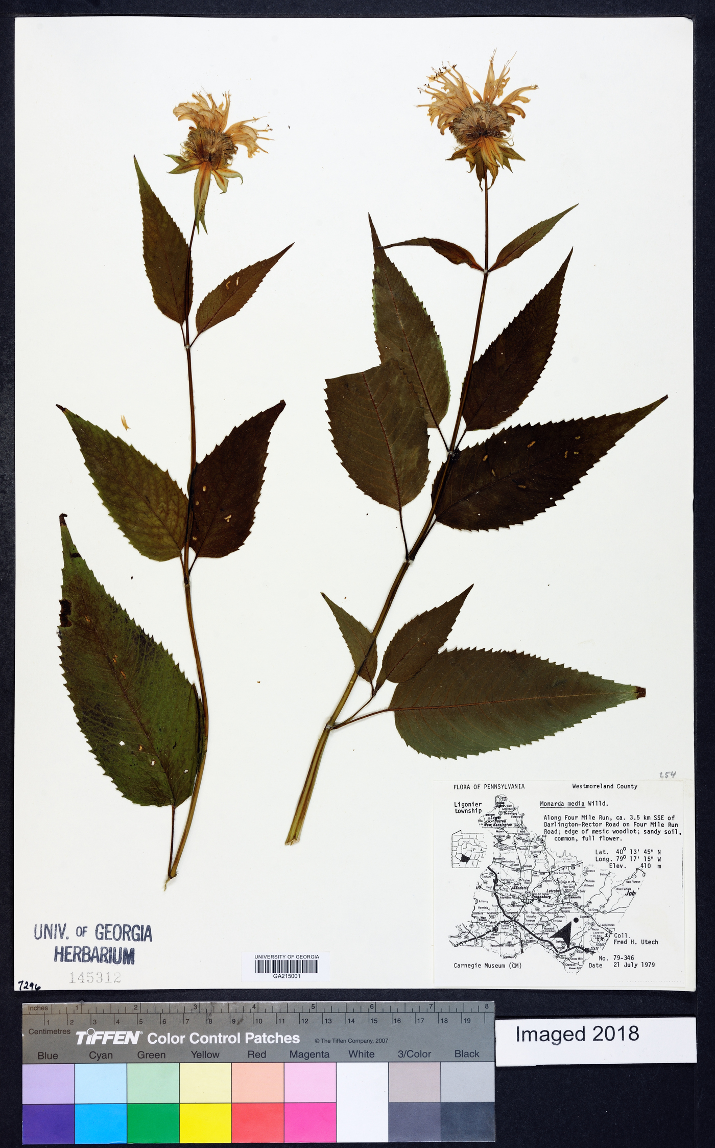 Monarda × media image
