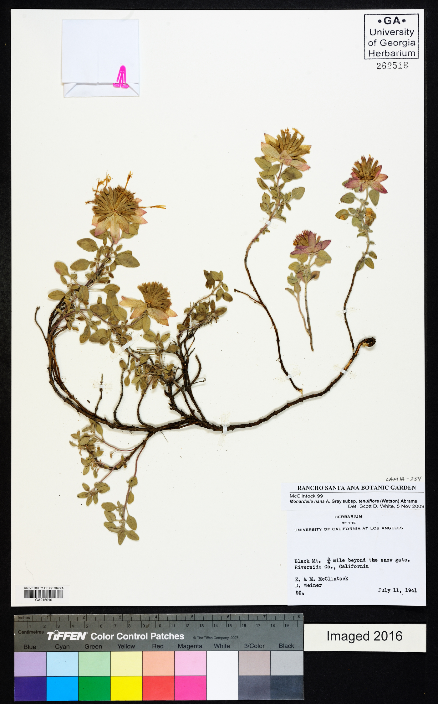 Monardella nana subsp. tenuiflora image