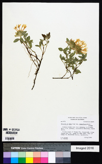 Monardella nana subsp. tenuiflora image