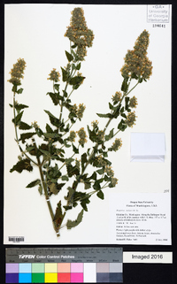 Nepeta cataria image