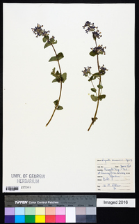 Nepeta mussinii image