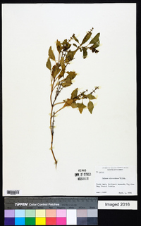 Ocimum micranthum image