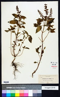 Ocimum micranthum image