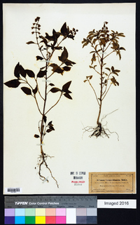 Ocimum campechianum image