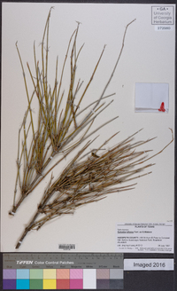 Ephedra trifurca image