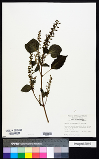 Perilla frutescens image