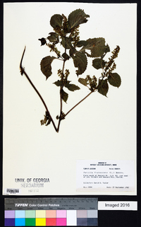 Perilla frutescens image