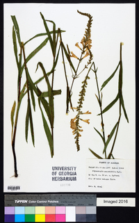 Physostegia angustifolia image