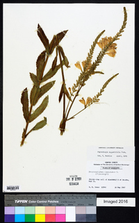 Physostegia angustifolia image