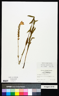 Physostegia angustifolia image