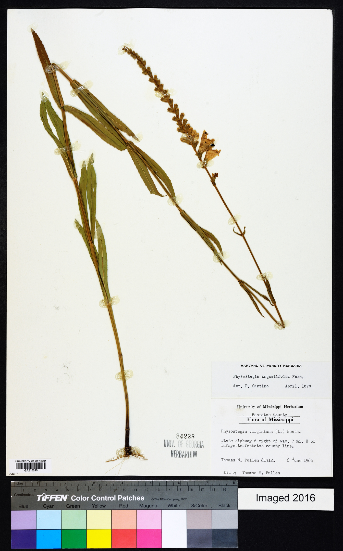 Physostegia angustifolia image
