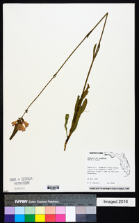Physostegia purpurea image