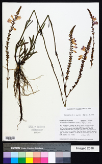 Physostegia purpurea image