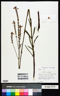 Physostegia purpurea image