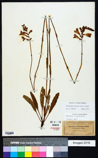 Physostegia purpurea image