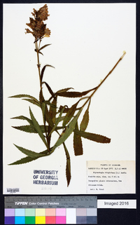 Physostegia virginiana image