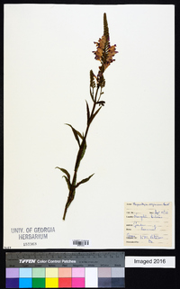 Physostegia virginiana image