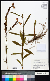 Physostegia virginiana subsp. praemorsa image