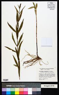 Physostegia virginiana image