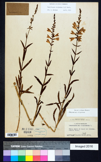 Physostegia virginiana image